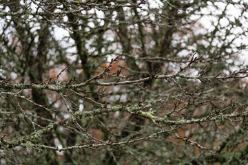 Photo of tree branches without leaves. The foreground is in focus. The remaining branches in the background are very out of focus