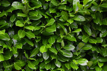 Close up photo of a wall of many green leaves. Great as a background