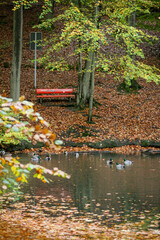 Group of mallard ducks in a lake in the middle of autumn forest with fallen trees and bright red bench next to the water, North Rhine-Westphalia, Germany