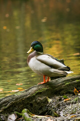 Male mallard duck standing on a tree root with an autumn pond in the background, North Rhine-Westphalia, Germany