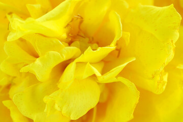 Fototapeta premium Bright Yellow Flower Petals Close Up with Soft Texture and Detail