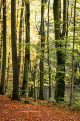 Obraz premium Bright sunny autumn day in the forest with orange leafs and a lake in thought the tree trunks with a duck swimming in it, vertical, North Rhine-Westphalia, Germany