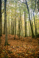 Obraz premium Small valley full of autumn leafs in the forest
