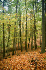 Fototapeta premium Small valley full of autumn leafs in the forest with green leaf trees on top