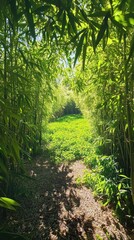 A lush bamboo pathway leading to a vibrant green clearing.