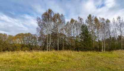 Obraz premium A field of trees with a cloudy sky in the background