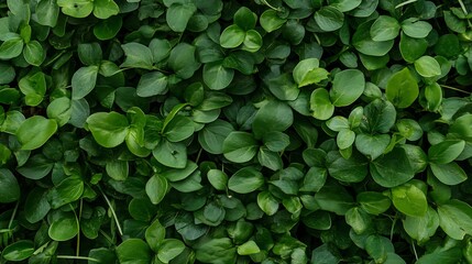 Lush Green Foliage with Dense Leaf Pattern for Nature and Outdoors Designs : Generative AI