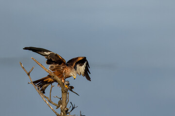 Un nibbio reale (Milvus milvus) si appollaia su un ramo con la preda tra gli artigli. 