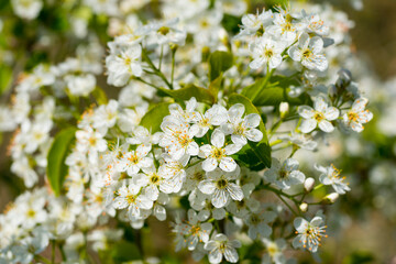 Blüten des Steinweichsel, Felsen- oder Weichselkirsche (Prunus mahaleb)