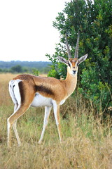 impala in the savannah