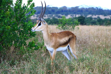 impala antelope in the wild
