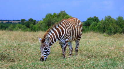 Fototapeta premium Zebra Colt