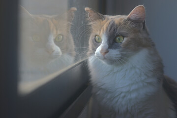 Cat looking out the window seeing its reflection