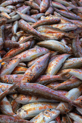 red mullet. fresh fish at the market. tekir or barbun.