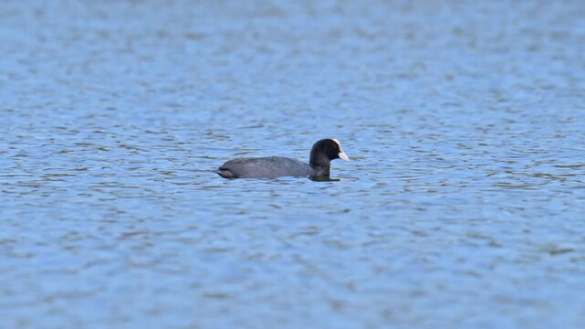 common Eurasian coot swimming on a lake