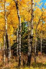 Fototapeta premium A forest with many trees and a few leaves on the ground