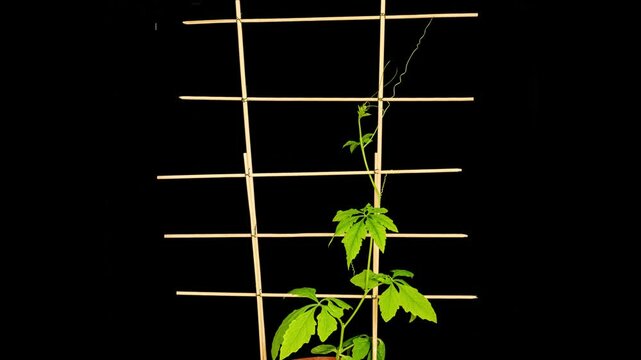 growing caigua plant time lapse climbing stage