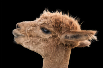 Obraz premium Brown llama portrait with expressive features isolated on a black background