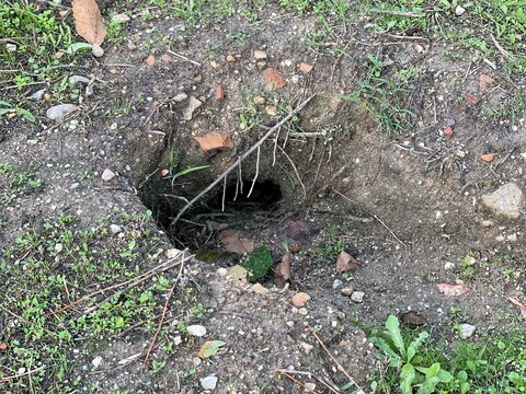 Rabbit holes, a burrow made by rabbit digging soil for their habitation