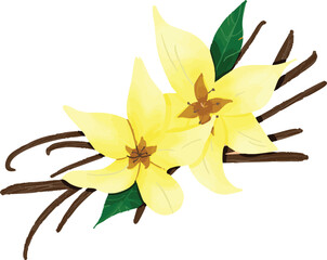 Vanilla plant and flower