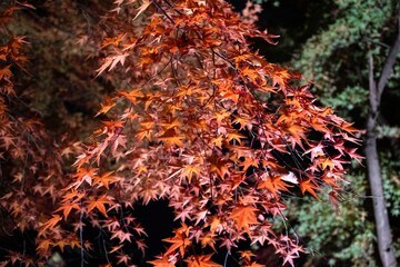 Autumn Leaves in Kyoto, Japan 京都　紅葉