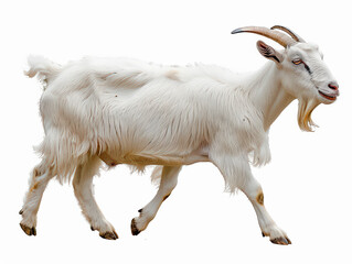 Fototapeta premium White Goat Isolated on White Background.