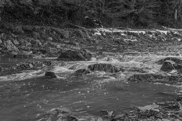 Landscapes - Forest - Europe, Romania, Suceava region 