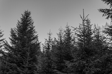 Landscapes - Forest - Europe, Romania, Suceava region 