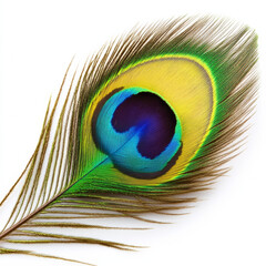 Naklejka premium vibrant peacock feather showcasing stunning colors of blue, green, and yellow against white background, creating striking visual appeal