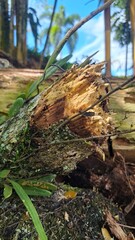 STUMP tree in the forest