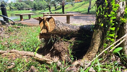 Fototapeta premium woods stump forest
