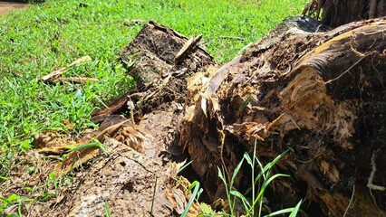 Obraz premium stump in the woods