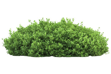 Fototapeta premium Lush green shrub with dense foliage, isolated on transparent or white background