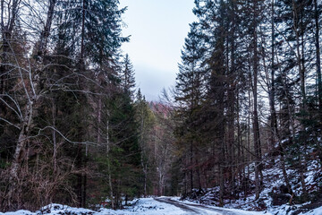 Landscapes - Forest - Europe, Romania, Suceava region 
