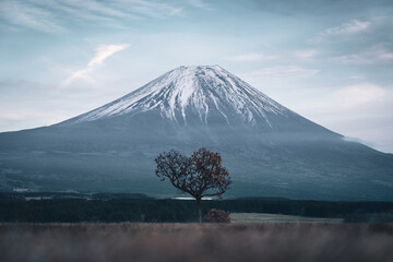 A lonely tree and mount Fuji at Fumotoppara Campground (Japan)