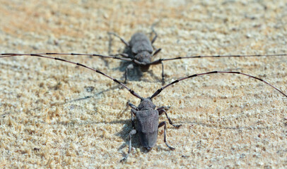 Longhorn beetles, Acanthocinus aedilis. Two males with very long antennae on a pine stump. Before the fight.