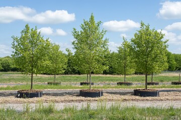 Obraz premium Young Trees Growing in Portable Containers Under Clear Blue Sky on a Sunny Day Surrounded by Green Grass and Forest in a Nursery Environment