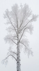 Fototapeta premium A tall bare tree captured from below, its frosted branches reaching upward into a pale winter sky
