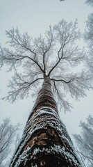 Fototapeta premium A tall bare tree captured from below, its frosted branches reaching upward into a pale winter sky