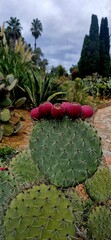 6 cactus red fruits like a big berries on the green sharp cactus in the Pinya de Rosa Tropical Botanical Garden in autumn, October 3, 2024.