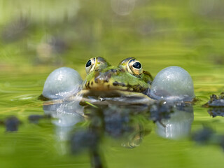 Barrenringelnatter (Natrix helvetica)
