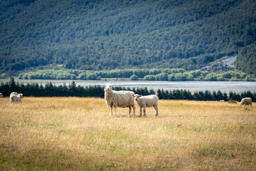 Fototapeta premium sheeps in the field