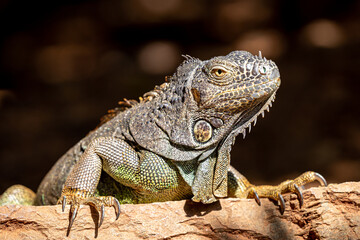 Honduras, Roat&aacute;n, Roat&aacute;n spiny-tailed Iguana (Ctenosaura oedirhina)