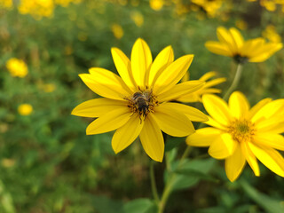 Rudbeckia fulgida is yellow summer flower grows by the rivers with a bumblebee.