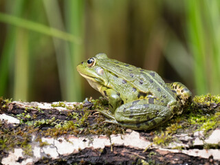 Barrenringelnatter (Natrix helvetica)
