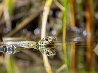 Barrenringelnatter (Natrix helvetica)