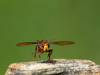 Hornisse (Vespa crabro)