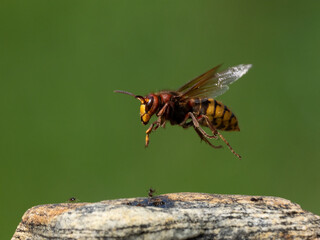 Hornisse (Vespa crabro)