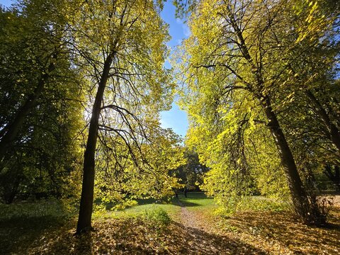 Treptower Park, Berlin, Herbst, baum, park, landschaft, blatt, gelb, laub
