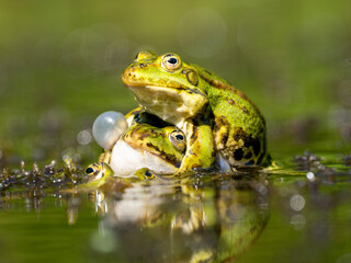 Fototapeta premium Grünfrosch &nbsp;(Pelophylax „esculentus“) auch Wasserfropsch genannt